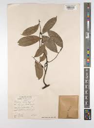 Image result for Artabotrys monteiroae