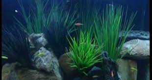 Glofish Fluorescent Fish Video White Light Glofish Fishing Videos White Light