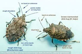 Image result for Heteromorpha stenophylla