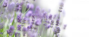 Round text background framed with lavender flowers card template, invitations, banner, business cards. Lavender Flowers In Japan Lavender Flowers Blooming Which Have Purple Color And Good Fragrant For Relaxing In Summer Season Blooming Lavender At Furano North Side Of Hokkaido Japan Indivstock