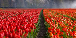 Afbeeldingsresultaat voor gratis afbeelding tulpen
