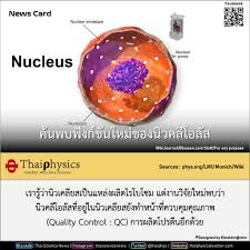 นิ ว คลี โอ โซม คือ อะไร. à¸„ à¸™à¸žà¸šà¸Ÿ à¸‡à¸ à¸Š à¸™à¹ƒà¸«à¸¡ à¸‚à¸­à¸‡à¸™ à¸§à¸„à¸¥ à¹‚à¸­à¸¥ à¸ª à¸„à¸£ à¸Ÿ à¸ª à¸à¸ª à¹„à¸—à¸¢