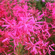 Image result for tamarix ramosissima pink cascade