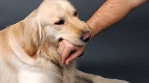 We did not find results for: Denver Pro Pet Sitting Denver S Premier Pet Sitting Dog Walking House Sitting Service How To Prevent Dog Bites