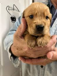 Profile for Golden Retrievers