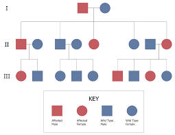 Items similar to hand drawn family tree: Family Tree Solution Conceptdraw Com