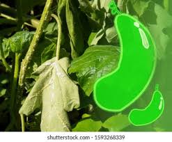 Image result for Mealybug cucumber