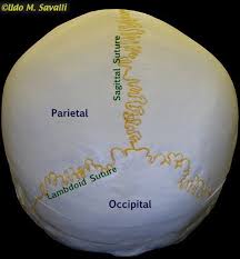 But it's not all bones! Back Of Skull Labeled Human Anatomy And Physiology Medical Anatomy Medical Student Study