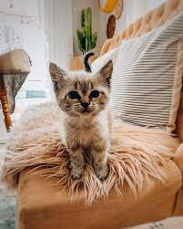 Shared By Irene Find Images And Videos About Cute And Cat On We Heart It The App To Get Lost In Wha Puppies And Kitties Most Beautiful Cat Breeds Crazy Cats