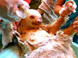 From a scrub to an organic bath made of tea and leaves. Baby Sloths Taking A Bath Album On Imgur
