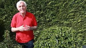 Vol At Gartentipp Der Portugiesische Kirschlorbeer Youtube