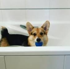 Puppies come with a health guarantee and 1st set of shots. 5 Best Corgi Rescues In North Carolina 2021 We Love Doodles
