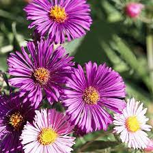 50 plants for clay soil (flowers, shrubs, and trees) recommended for your growing zone. 24 Of The Best Perennials That Will Thrive In Clay Soil Clay Soil Plants Cool Plants Plants