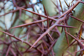 Historically, these flowers symbolize remembrance (not much of a surprise there)―not only associated with love, but for those we've lost. 21 Best Defensive Plants To Keep Your Home And Garden Safe