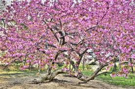 The item is intended to work with the woman or roblox boy bodies. Mitchell Funk Cherry Blossoms Central Park