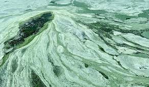 That green gunky stuff covers additionally, uneaten food and other waste can get trapped in decorations where scavenger fish can't reach it. First Blue Green Algae Blooms Appear On Madison Area Lakes Wisconsin Public Radio