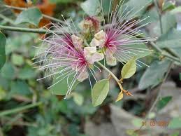 Image result for Capparis fascicularis