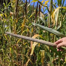 Image result for Cenchrus americanus