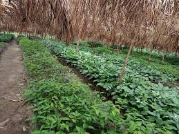 Image result for Landolphia congolensis