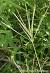 Agropyron Repens