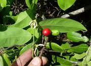 Image result for Artabotrys monteiroae