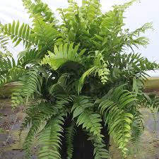 Image result for Nephrolepis biserrata