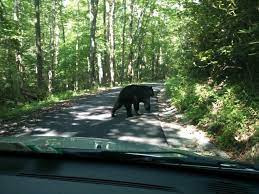 Top 15 Free Things To Do In Gatlinburg Tn Gatlinburg Vacation Smokey Mountains Vacation Smoky Mountains Vacation