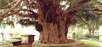 Arborele de patru secole ce nu poate fi taiat. Povestile teribile ale