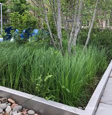 Image result for Carex