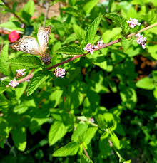 Image result for Carpolobia alba