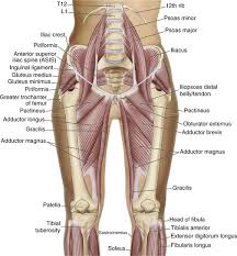 The glutes attach to your. Hips And Thighs Musculoskeletal Key