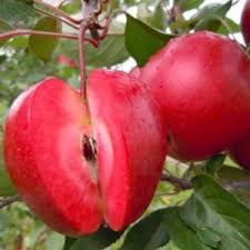 Dwarf apple 'cripp's pink' plants: Dwarf Fruit Trees Perth Wa Guildford Garden Centre