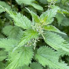 Image result for Urtica