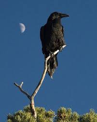 We did not find results for: Raven Moon A Photo On Flickriver Black Bird Raven Crows Ravens