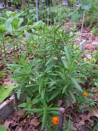 Image result for Leonotis