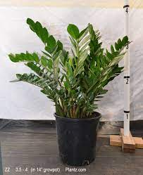So occasional yellowing of a few aged leaves is normal. Zz Plant For Sale Order Online Full Size Plants Delivered Tropical Plants