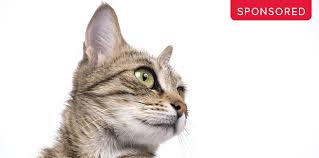Are you concerned that you could be at risk? My Cat Has A Cold Sore Vivid Photos