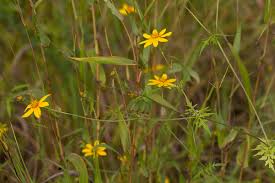 Image result for Bidens schimperi