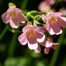 Veronica Shirley Blue