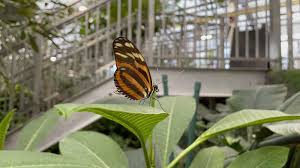 Thanksgiving point membership coupon can offer you many choices to save money thanks to 16 active results. Butterfly Biosphere At Thanksgiving Point Utah S Adventure Family