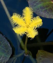 Image result for Nymphoides brevipedicellata