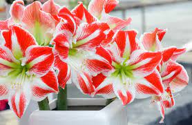 32 Different Types Of Amaryllis Flowers Plus Fun Facts Home Stratosphere