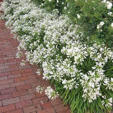 Snow Storm Agapanthus Small Front Yard Landscaping Drought Tolerant Garden Back Garden Design