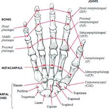 Radius, rectum, retina, ribs, red blood cells, rotator cuff, ribcage, rectus abdominis, rhomboids, and rectus femoris are all body parts that start with the letter r. two major body systems, reproductive and respiratory systems, also star. Human Hand Skeletal Structure Depicting Finger Bones Joints Download Scientific Diagram