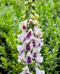 Image result for Digitalis purpurea alba/ red spots