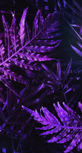 Wallpapers are a hot trend right now. Purple Aesthetic Wallpaper Enwallpaper