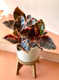 8 Ficus Decora Ruby Rubber Tree Plants And Friends To Go Rubber Tree Plant Rubber Tree Trees To Plant