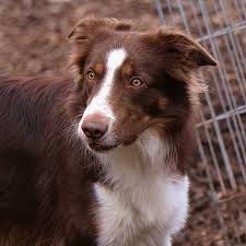Contact oregon border collie breeders near you using our free border collie breeder search tool below! Blue Merle Border Collie Rising Sun Farm