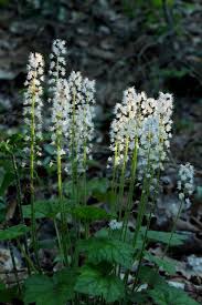 This palace, being briefly visited in chapter 6 in order to fight griffon for the first time in the game, is also where the chapter 7 takes place. The Best Night Blooming Plants For Your Moon Garden