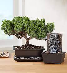 You can be sure to trust us to deliver your most heartfelt messages. Juniper Bonsai 1800flowers Com 1822